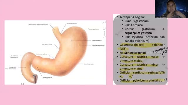 Anatomi dan Neurovaskularisasi Esofagus-Gaster смотреть онлайн