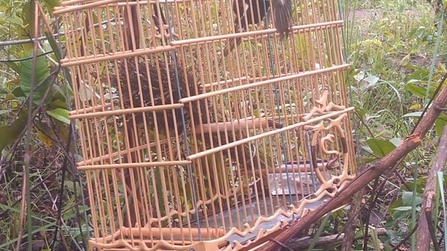 Curió de presa MAMBA 🐍 NEGRA/2018-11-etapa смотреть онлайн