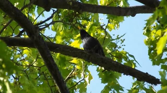 скворец общается (starling talks), май 2013 г. смотреть онлайн