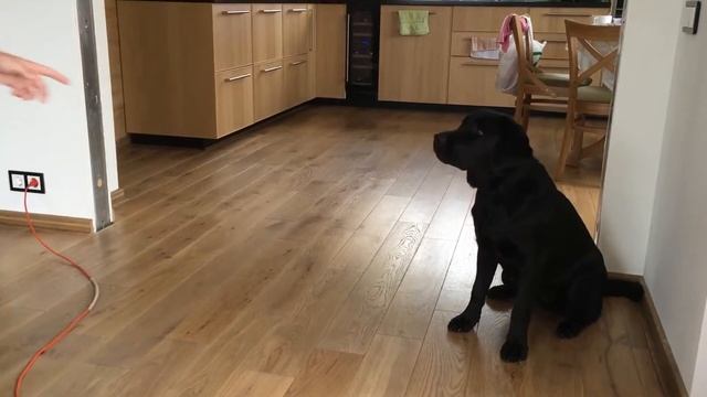Что умеет моя собака 2 смотреть онлайн
