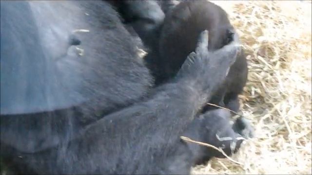 gorillababy Shambe having fun with mom @Artis смотреть онлайн