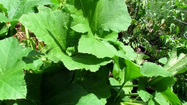 Benefits of Mid-Season Squash Pruning: Identifying & Treating Powdery Mildew, Squash Bugs & Beetles смотреть онлайн
