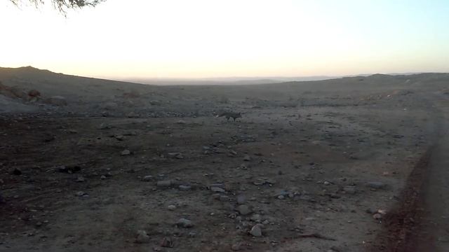 Встретил знакомого, Лиса) смотреть онлайн