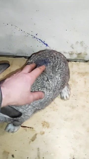 79-дневная кусачка #кролики #крольчата #rabbit смотреть онлайн