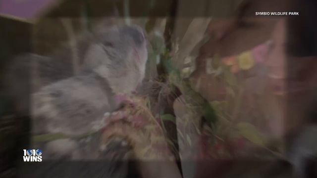 Watch Imogen The Koala Celebrate Her Third Birthday With Friends смотреть онлайн