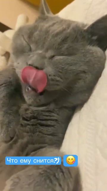 Что тебе снится? 🫣#funnycat смотреть онлайн