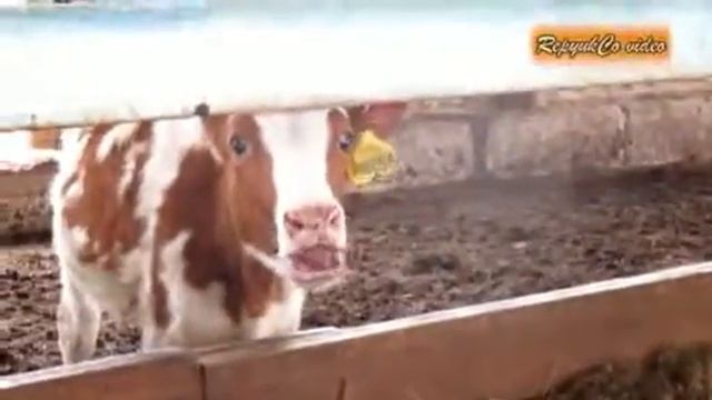 СТЕРЕОтипия смотреть онлайн