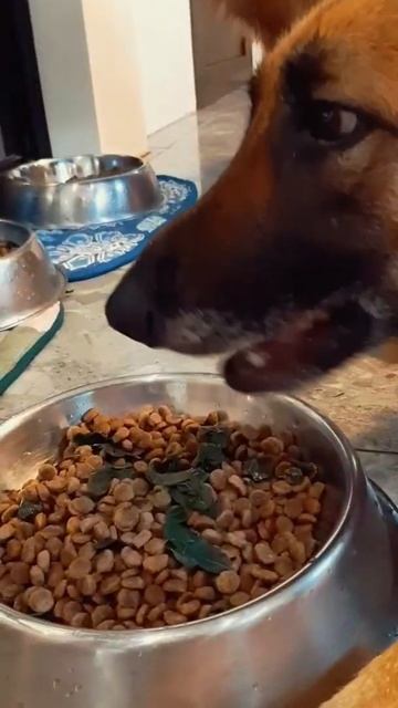 🐶 The Best Food For Your German Shepherd #germanshepherd #doglover #palawanphilippines смотреть онлайн