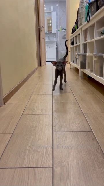 В прошлой жизни я была такою кошкою - "Летучая мышь" 😂 смотреть онлайн