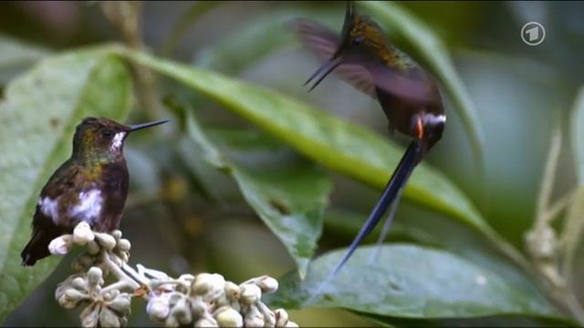 Kolibri - virtuose Flugkünste смотреть онлайн