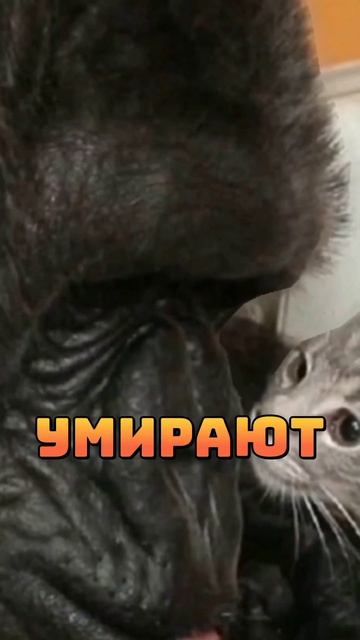 😨Фраза горрилы от которой все были в шоке #история #обучение #рекомендации #популярное #shorts смотреть онлайн