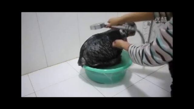 Прикольное видео с котами смотреть онлайн