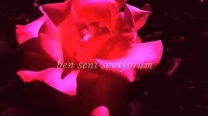 Orhan Ölmez - Seni Seviyorum (lyrics)