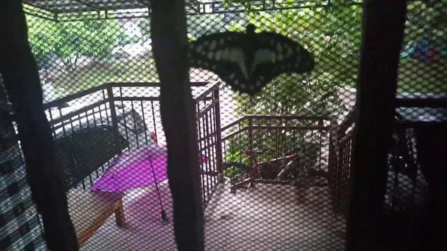 Graphium doson evemonides male смотреть онлайн