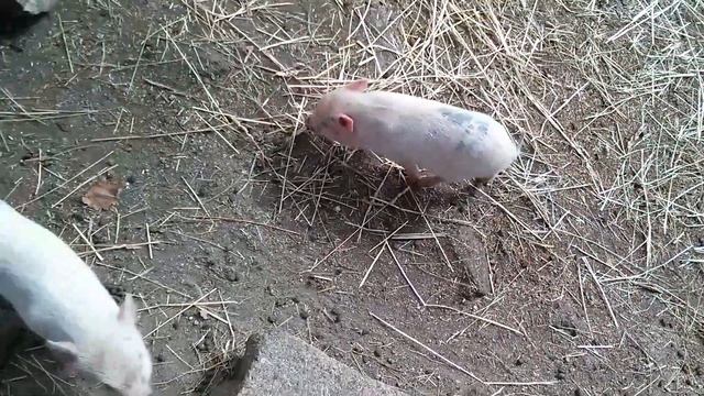 Маленький зоопарк смотреть онлайн
