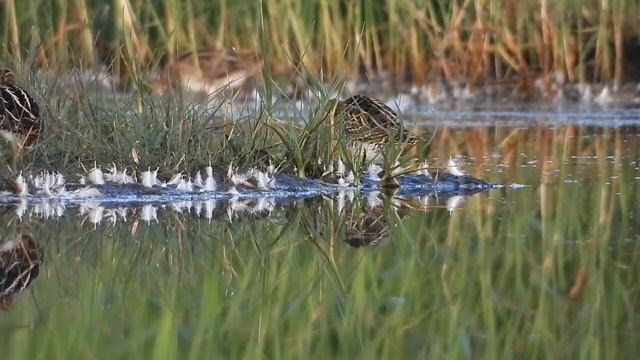 Kszyk / Common Snipe / Gallinago gallinago смотреть онлайн