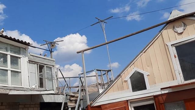 Николаевские голуби смотреть онлайн