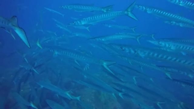 MIS AMIGAS LAS BARRACUDAS 27 07 2016 смотреть онлайн