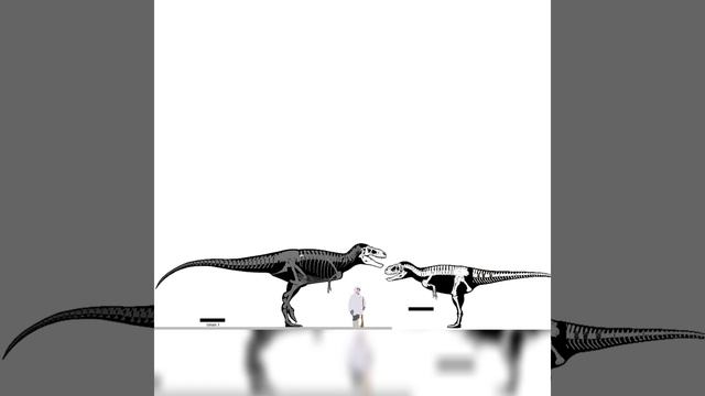 Bistahieversor And Metriacanthosaurus Size Comparison смотреть онлайн
