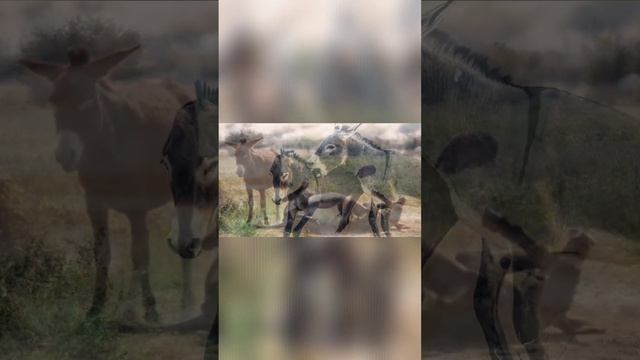 Осёл🫏🐴 Звуки и фото ослы смотреть онлайн