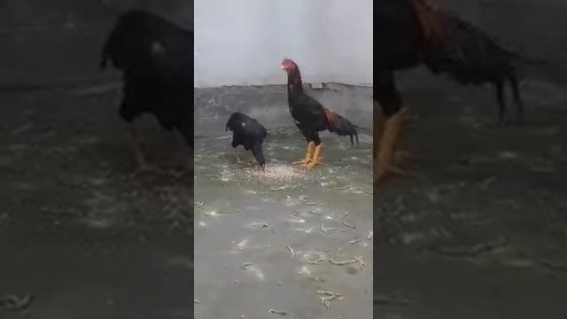 Привозной корейский петушок и кури смотреть онлайн