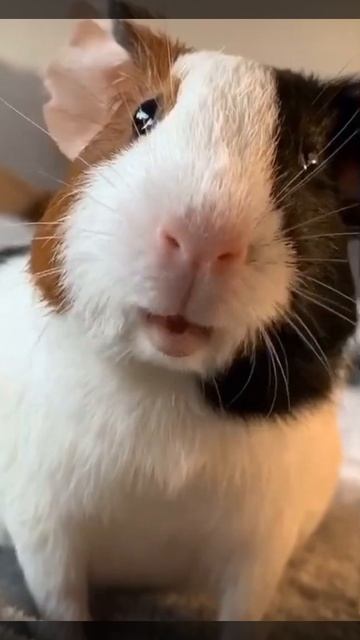 Морская свинка поёт 🤩 #shorts смотреть онлайн