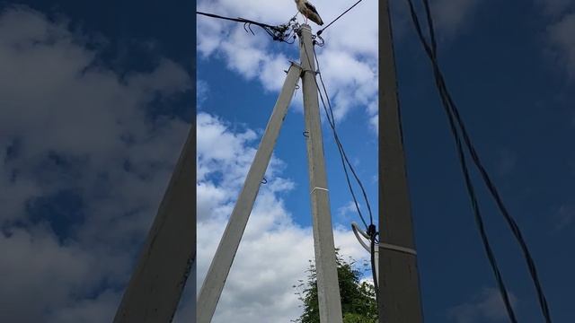 Аист прилетел к нам в деревню смотреть онлайн