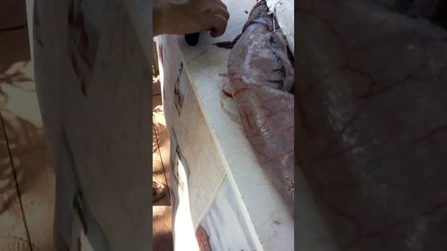 Mahi inside huge Barracuda смотреть онлайн