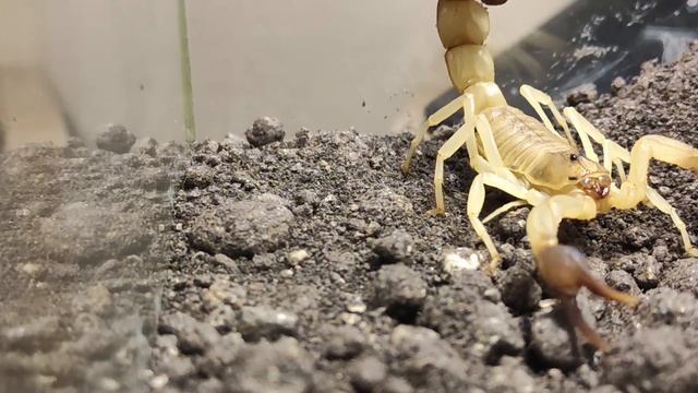 Androctonus Australis Hector Scorpion Feeding