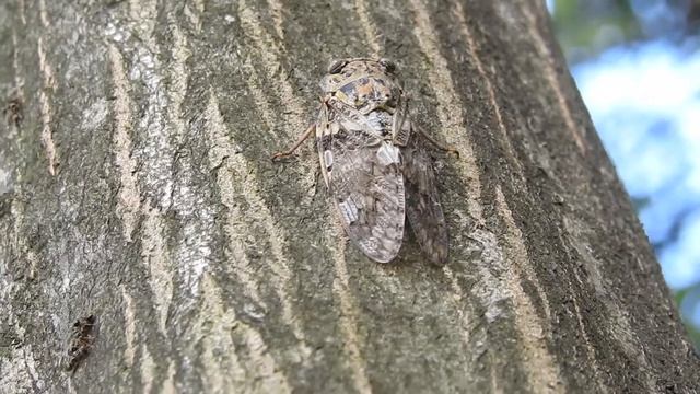 ムビる13726 ニイニイゼミ niiniizemi смотреть онлайн