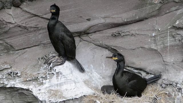 Scotland's magical seabirds смотреть онлайн