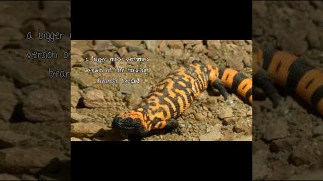 Top 10 most dangerous lizzards and snakes смотреть онлайн