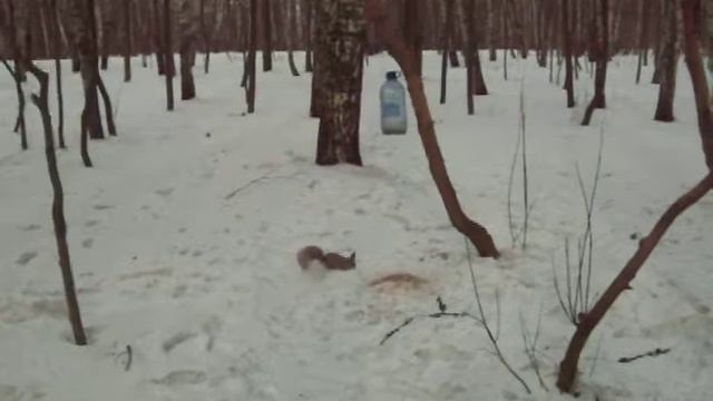 Белка смотреть онлайн