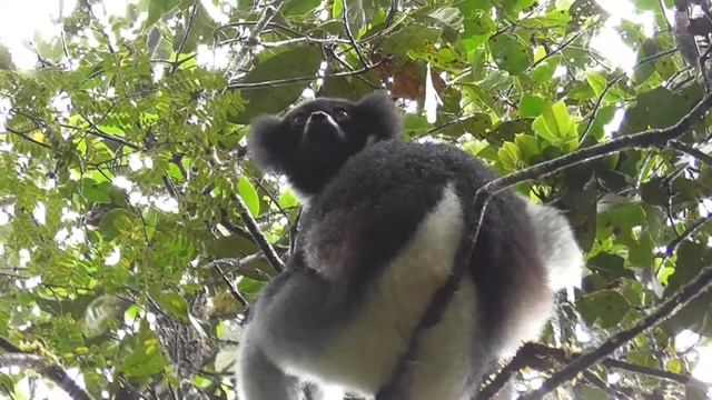 Andasibe, Indri Lemur Singing in Andasibe-Mantadia NP смотреть онлайн
