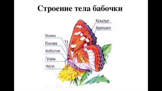 Жизнь бабочек смотреть онлайн