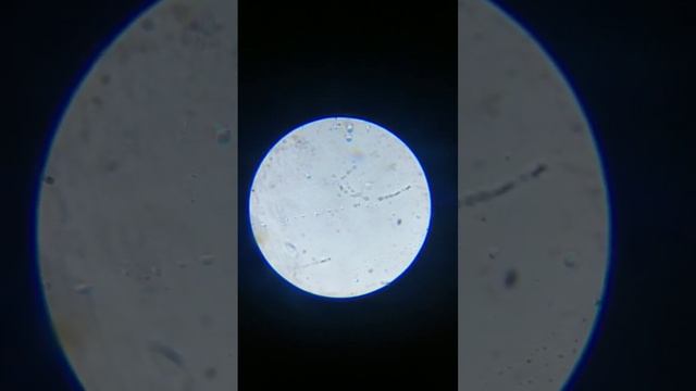 Слюна собаки под микроскопом смотреть онлайн