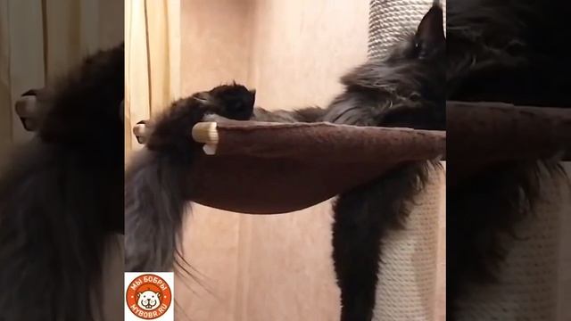 Без кота-жизнь не та))) смотреть онлайн