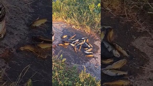 Отчёт Рыбака 😮 Обзор Улова 🏊 🤸 Топ 🐸Сезона 🔥 Вишенский Репортаж Орешка 🌞 Супер Класс Блеск Шоу 🍉 👍💖 смотреть онлайн
