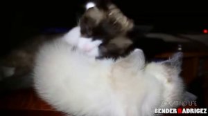 КОТ МСТИТ Топ подборка приколов с животными  2017