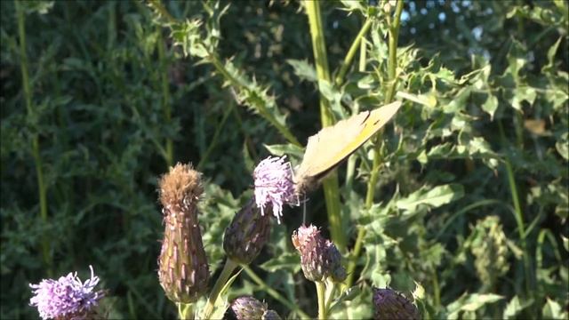Butterfly - Bruin zandoogje - Maniola jurtina - op de heide bij Uddel. смотреть онлайн
