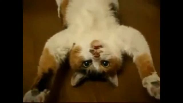 Самые ленивые котики в мире смотреть онлайн