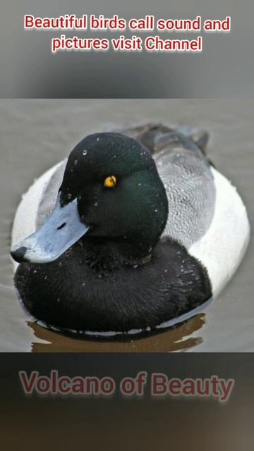 Greater Scaup duck pictures / Aythya marila / volcano of Beauty смотреть онлайн