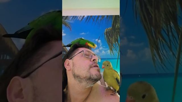 Общение с попугаями)) смотреть онлайн
