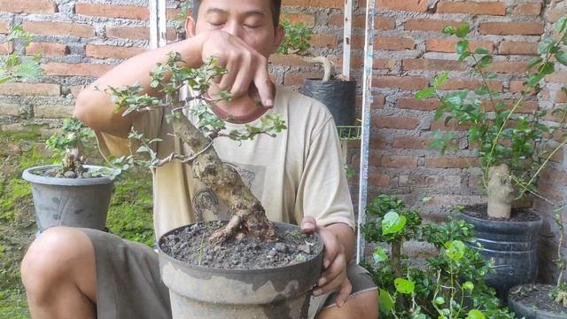 cek harga bahan bonsai asam jawa, Waru, loa program akar смотреть онлайн