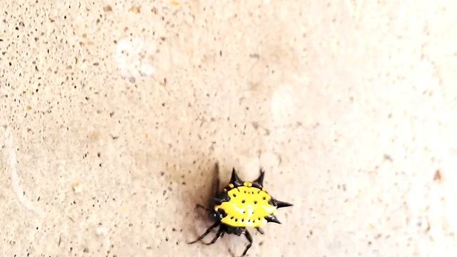 Handling and observations:Gasteracantha cancriformis, "The spiny-backed orb weaver" [Season 2013] смотреть онлайн