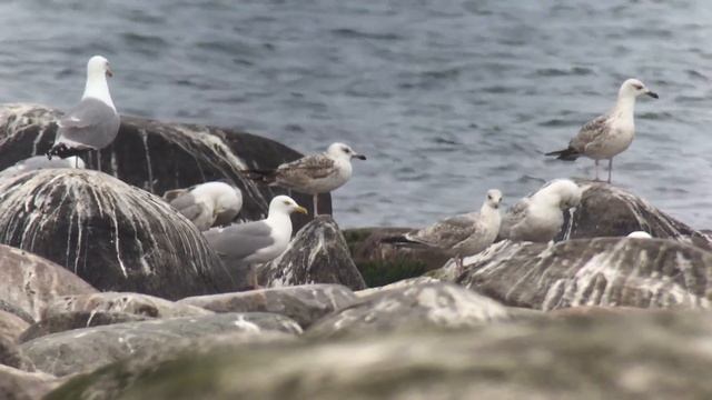 Heuglin's Gull? смотреть онлайн