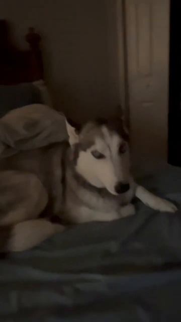 СУПЕР БУДИЛЬНИК#shorts #floridalife #сочи #siberianhusky смотреть онлайн