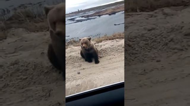 Медведь встретил меня на дороге 🐻 смотреть онлайн