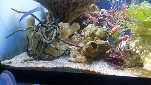 Dawn's aquariums. Jan. 2019 смотреть онлайн