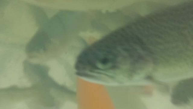 20230507  Рыбы